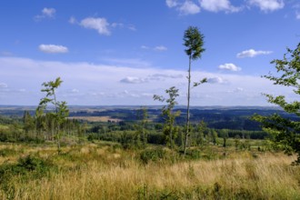 View over the Harz Mountains, dead trees, from Hagenstraße to the south, near Elend, Saxony-Anhalt,