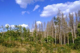 Dead trees, spruces, near Braunlage, Harz, Lower Saxony, Germany