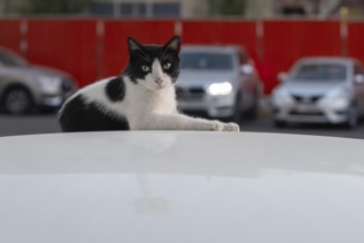 Domestic cat (Felis catus) lying on a car roof, Abu Dhabi, United Arab Emirates