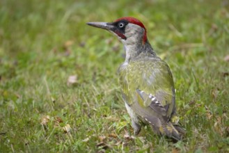 A green woodpecker sits in a meadow in Frankfurt am Main, Frankfurt am Main, Hesse, Germany
