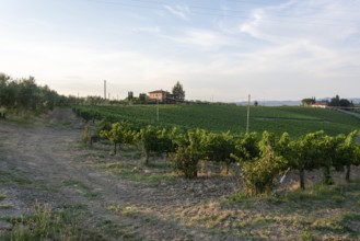 Typical country house in the soft evening light with vines near San Gimignano, Tuscany, Italy