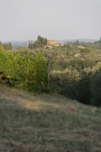 Tuscan country house perched on a hill surrounded by cypresses, olive groves and vineyards, San