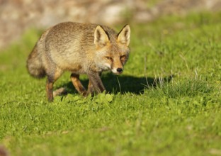 Red fox (Vulpes vulpes) in the early morning light in a meadow Sierra de San Pedro, Extremadura,