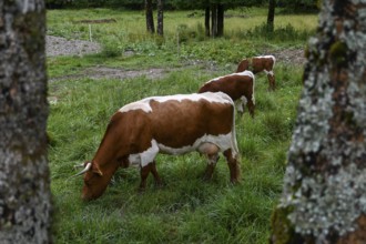 Red and white spotted dairy cows grazing on a lush green meadow in Zgornje Jezersko, Gorenjska