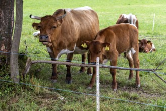 Cow and calf standing together near a tree and fence, Zgornje Jezersko, Gorenjska, Slovenia