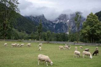 Sheep grazing on a green meadow in front of a mountain backdrop with clouds, Zgornje Jezersko,