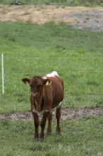 Calf standing in the pasture, looking directly into the camera, Zgornje Jezersko, Gorenjska,