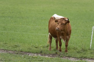 Brown cow standing on green pasture next to a fence, Zgornje Jezersko, Gorenjska, Slovenia