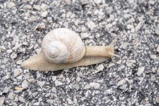 Close-up of a snail on asphalt with grey shell, Zgornje Jezersko, Gorenjska, Slovenia