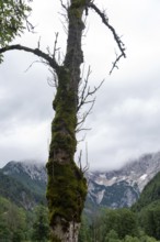 Mossy tree in front of misty mountains and cloudy sky, Zgornje Jezersko, Gorenjska, Slovenia