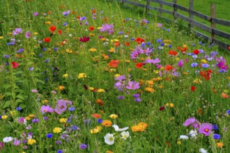 Wildflower meadow, Sesto, Dolomites, Val Pusteria, South Tyrol, Italy