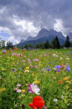 Wildflower meadow, in front of the Sesto Dolomites, Sesto Sundial, Sesto, Dolomites, Val Pusteria,