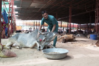 Vet and injured cow, Gaushala or cattle hostel or shelter for cows, Shree Bagh Wale Balaji Gaushala