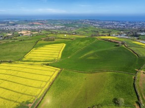 Rapeseed fields and Farms over Devon Windmill from a drone, Torquay, Devon, England, United Kingdom