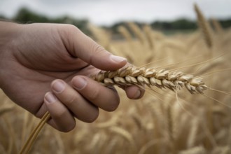 Hand holding wheat grain in front of golden wheat field at harvest time. Generative ai, AI