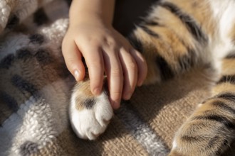 Close up of a young child gently grabbing a cat's paw showing tender interaction and early bond