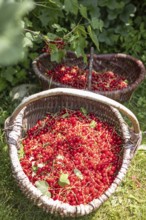 Two baskets of redcurrants or currants, Ribes Rubum, Upper Bavaria, Bavaria, Germany