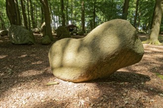 Erratic blocks in the Neuenknick erratic block forest in the Teutoburg Forest. Around 2000 of the