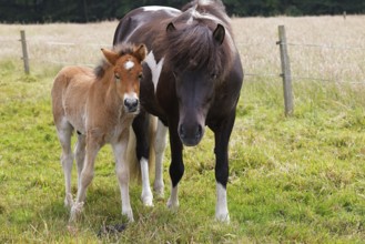 Icelandic horses (Equus islandicus), foal and mare in a meadow, colt, Tierkind, Schleswig-Holstein,