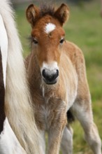 Young Icelandic stallion (Equus islandicus), foal in a meadow, colt, male, animal child,