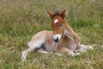 Young Icelandic stallion (Equus islandicus), foal resting in a meadow, colt, male, animal child,