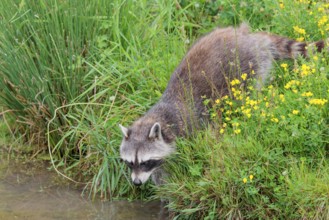 An adult raccoon (Procyon lotor) searches for food in the shallow water of a stream surrounded by