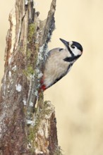 Great spotted woodpecker (Dendrocopos major), male, foraging on a tree stump overgrown with moss