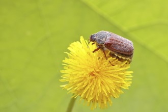 Cockchafer, field cockchafer (Melolontha melolontha), female on a dandelion (Taraxacum) flower,
