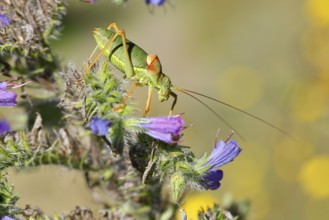 Steppe saddle grasshopper, steppe saddle grasshopper (Ephippiger ephippiger), male, on Viper's
