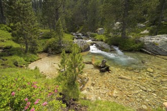The Riu de Monestero river in the Aigüestortes i Estany de Sant Maurici National Park, Catalonia,
