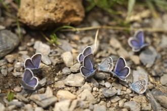 Blues in the Bujaruelo Valley or Valle de Bujaruelo near Torla-Ordesa, Spain