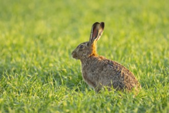 European brown hare (Lepus europaeus) adult animal in a farmland cereal field in springtime,