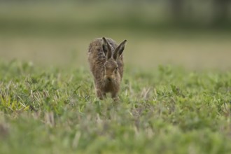 European brown hare (Lepus europaeus) adult animal running in a farmland field in springtime,