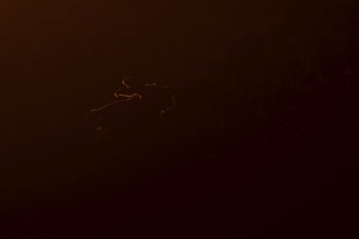 European brown hare (Lepus europaeus) adult animal rim lit from backlighting in a farmland field at