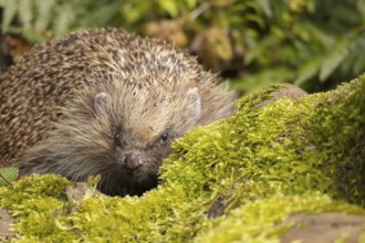 European hedgehog (Erinaceus europaeus) adult animal in a garden, England, United Kingdom