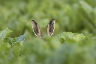 European brown hare (Lepus europaeus) adult animal in a farmland sugar beet crop in summer,