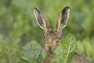 European brown hare (Lepus europaeus) adult animal in a farmland sugar beet field, England, United