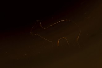 Chinese water deer (Hydropotes inermis) adult animal rim lit with backlighting at sunset standing