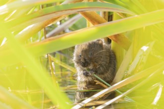 Water vole (Arvicola amphibius) adult animal feeding on a reed plant stem in a pond, England,