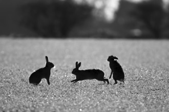 European brown hare (Lepus europaeus) silhouette of three adult animals in a farmland field,