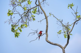 Scarlet Bee-eater (Merops nubicoides) sitting in a tree against a blue sky, Okavango Delta, Moremi