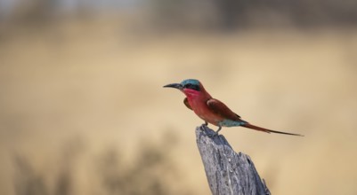 Scarlet Bee-eater (Merops nubicoides) sitting on a dead tree against a yellow background, Okavango