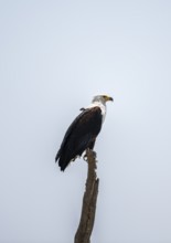 African fish eagle (Haliaeetus vocifer) perched on a branch, Okavango Delta, Moremi Game Reserve,