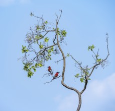 Scarlet Bee-eater (Merops nubicoides), two bee-eaters sitting in a tree against a blue sky,