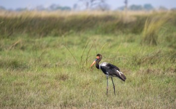 Saddle-billed stork (Ephippiorhynchus senegalensis), Okavango Delta, Moremi Game Reserve, Botswana