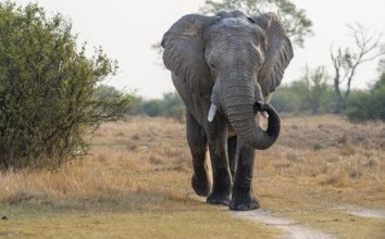 African elephant (Loxodonta africana), adult, Okavango Delta, Moremi Game Reserve, Botswana