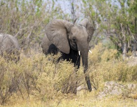 African elephant (Loxodonta africana), young animal, Okavango Delta, Moremi Game Reserve, Botswana