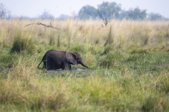 African elephant (Loxodonta africana), young animal bathing in the mud, Okavango Delta, Moremi Game