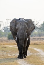 African elephant (Loxodonta africana), adult, Okavango Delta, Moremi Game Reserve, Botswana