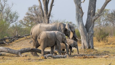 African elephant (Loxodonta africana), mother and young looking for food, Okavango Delta, Moremi